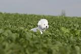 BICHON FRISE 203